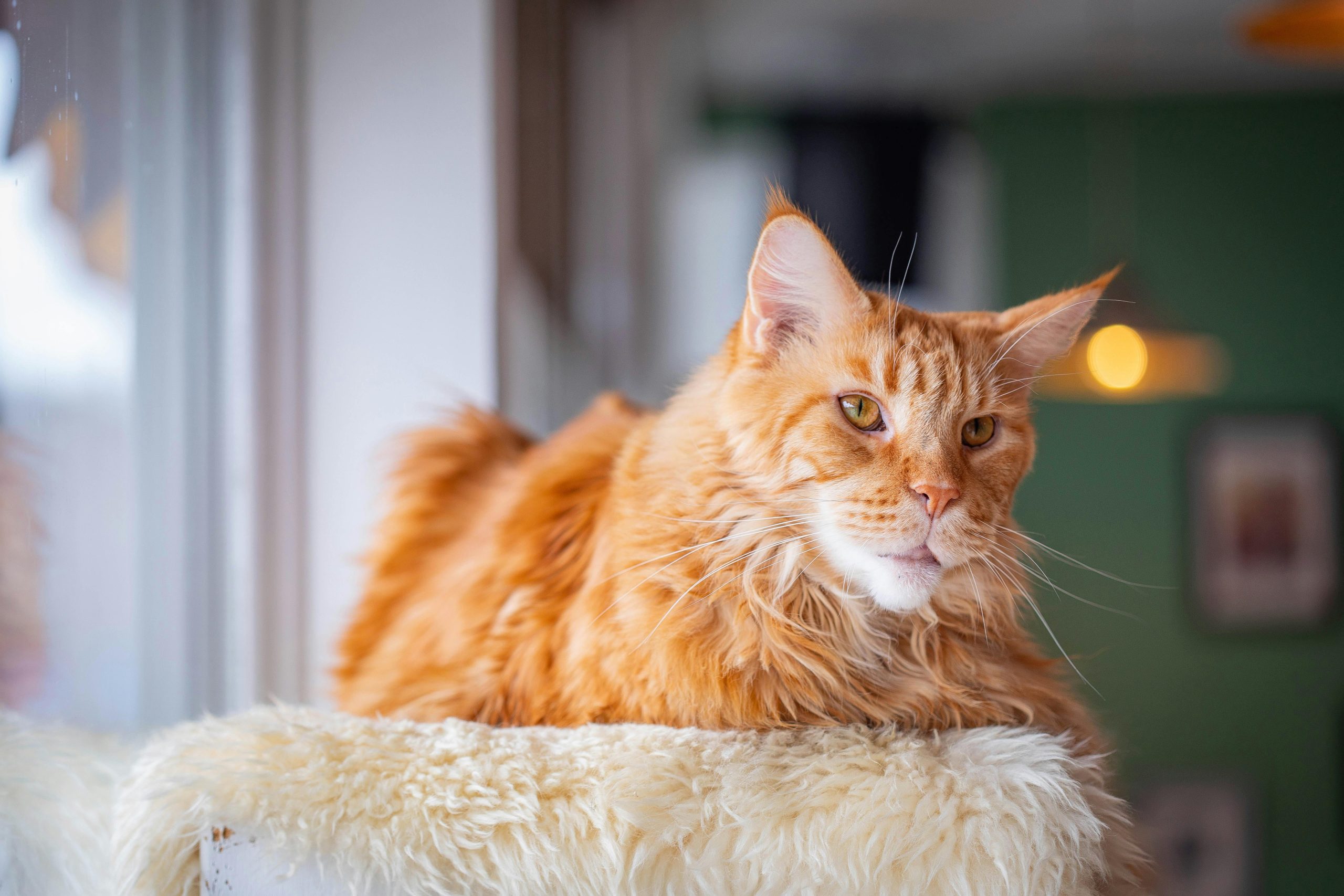 Maine Coon Kittens for Sale Oakland | Sweet, Loving Temperaments